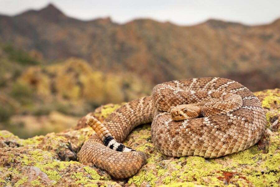 Everything You Need to Know About: Rattlesnakes (Crotalus sp.)