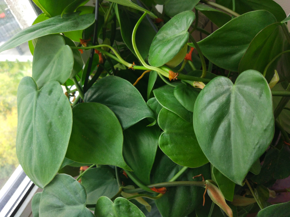heartleaf philodendron is a great choice for a poison dart frog terrarium.
