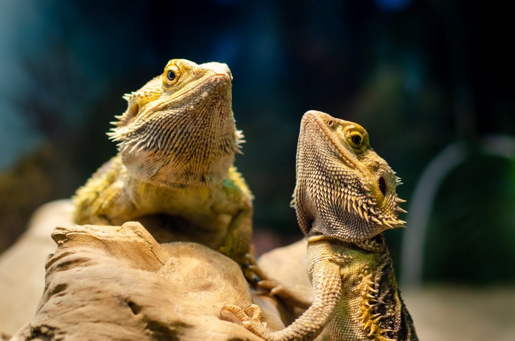 Cohabiting Reptiles - Hot Topic