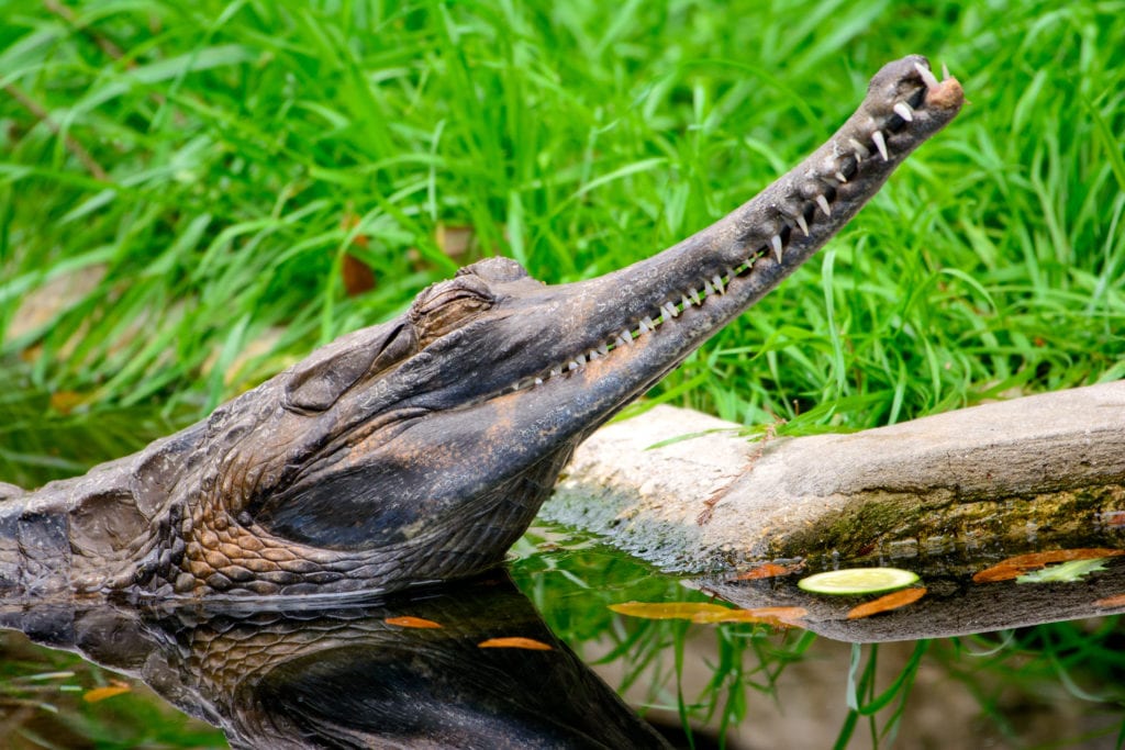 Weird & Wonderful Vol 10: False gharial [Tomistoma schlegelii] EK Magazine