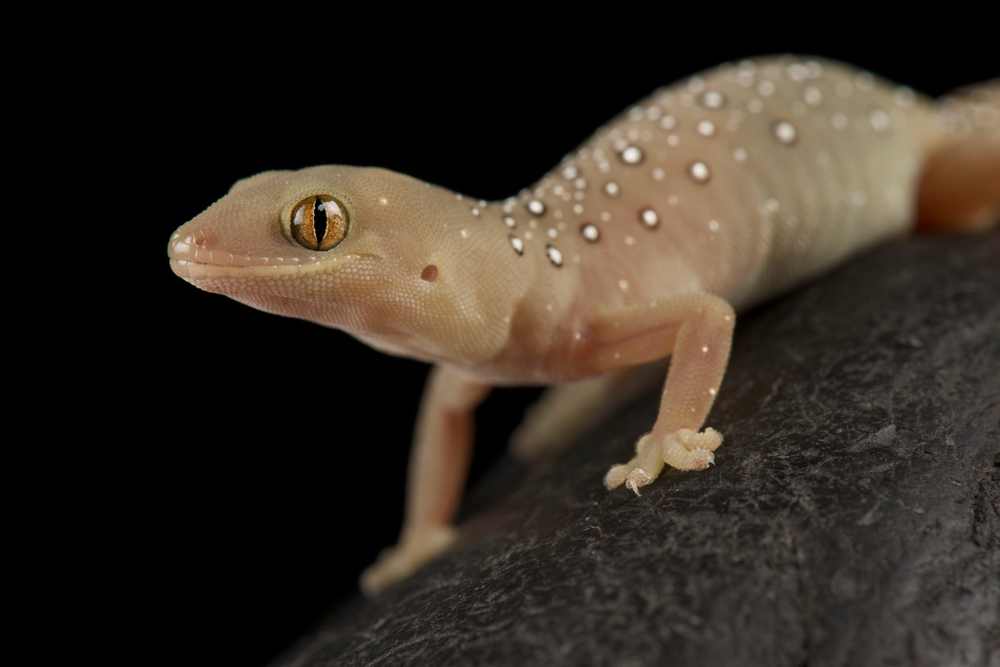 Jewelled gecko (Strophurus elderi)