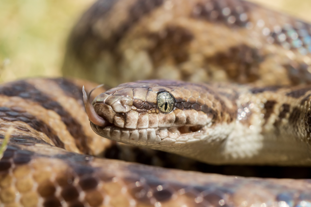 Children's pythons and stimsons pythons are now considered to be one species