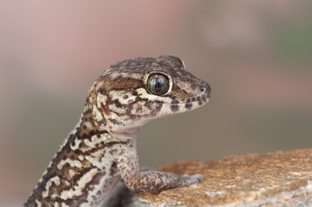 A Madagascar ground gecko.