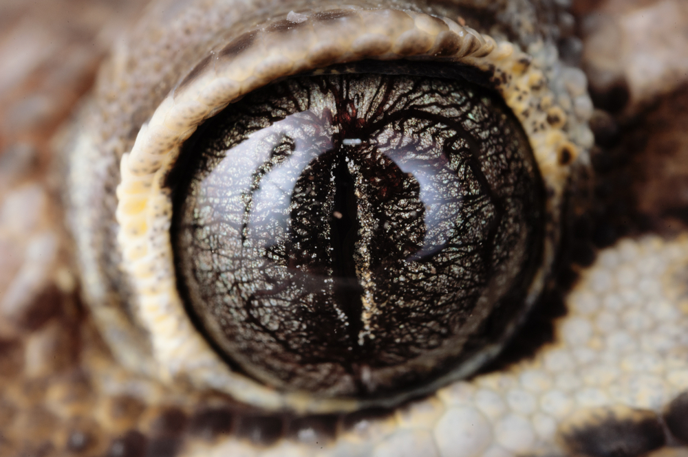 Close up of Paroedura picta