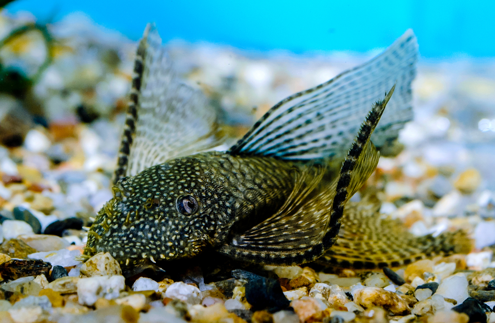 Bristlenose catcfish 'longfin' is a popular aquarium fish