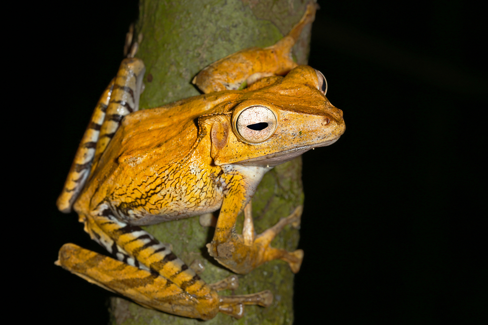 File-Eared Frog (Polypedates otilophus)