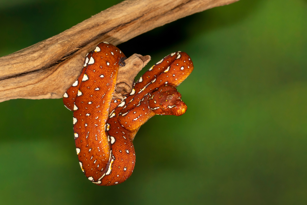 Juvenile Biak green tree python