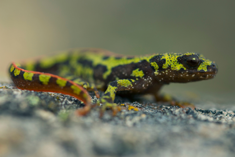 marbled newt (Triturus marmoratus)