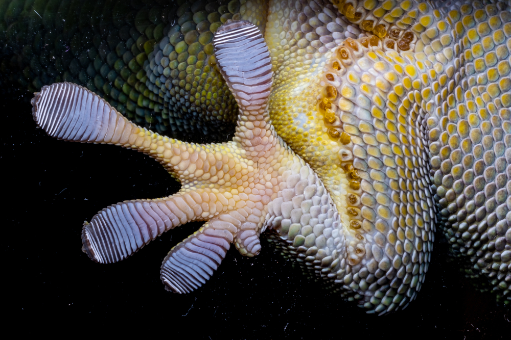 Close-up of a Gecko foot showing how some lizards use setae to stick to surfaces