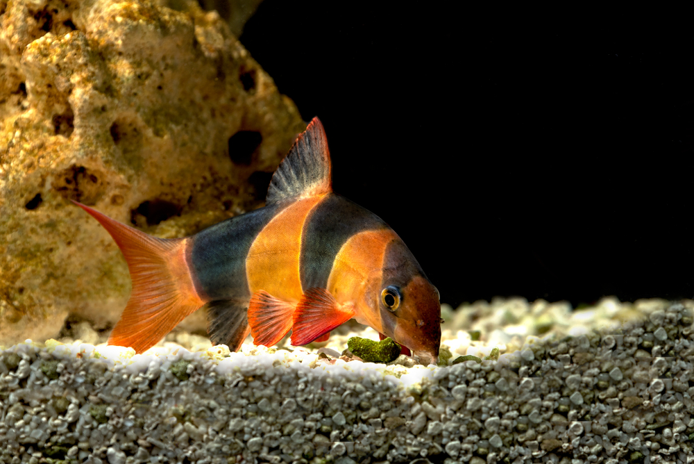 Clown loach
