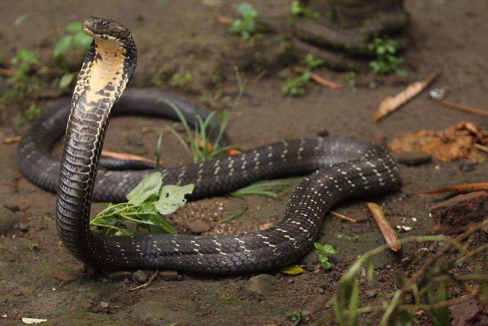 King cobra (Ophiophagus hannah)