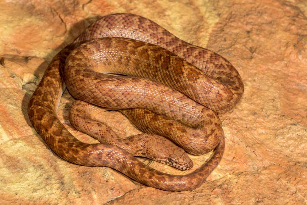 Anthill python - the world's smallest pythons