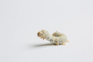 Mulberry Silkworm (Bombyx mori)