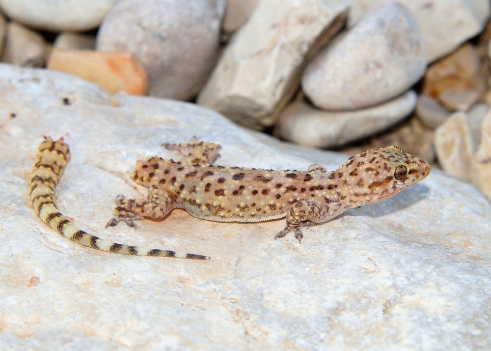 Mediterranean Gecko having undergone autotomy to avoid predation