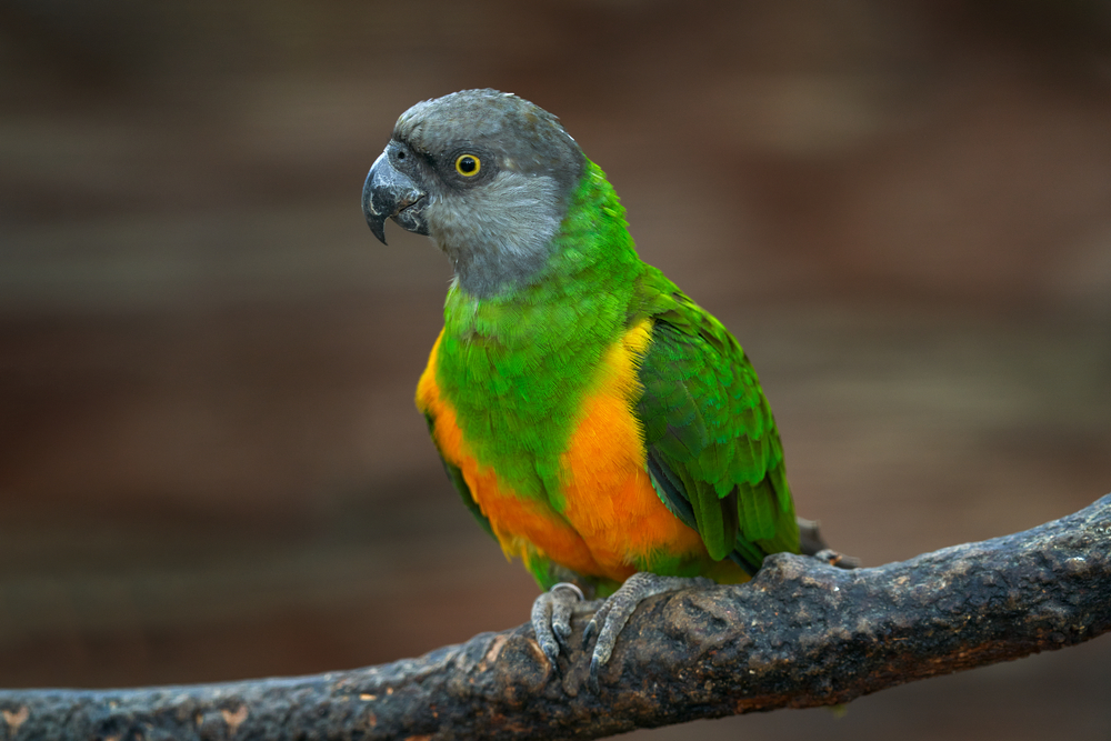 Senegal Parrot (Poicephalus senegalus)