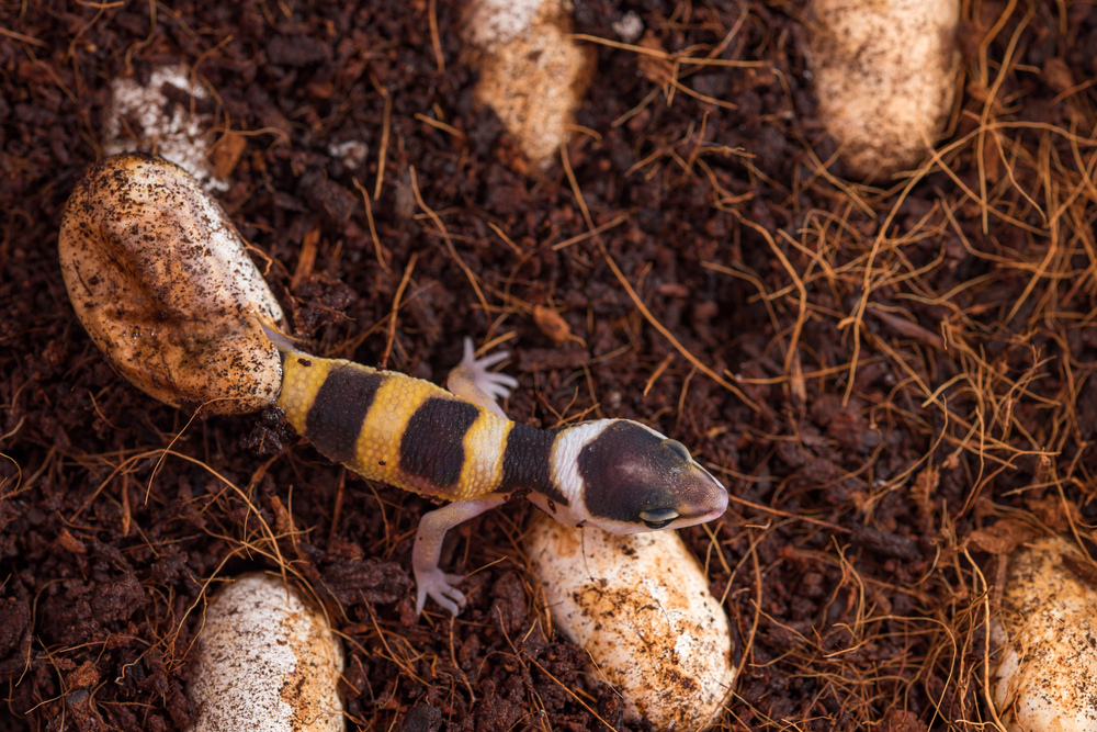 A leopard gecko hatchling on coir substrate