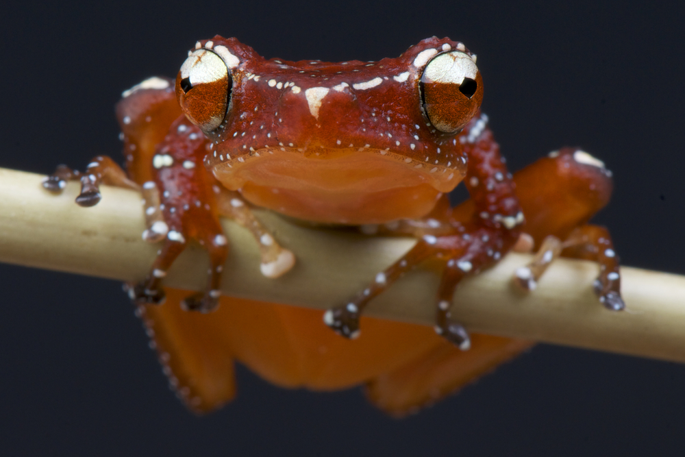 Cinnamon tree frog (Nyctixalus pictus)