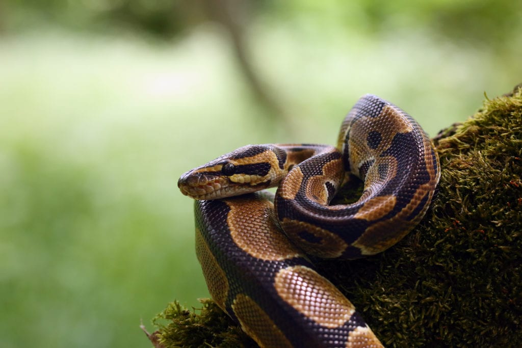 Royal Python Care Guide EK Magazine