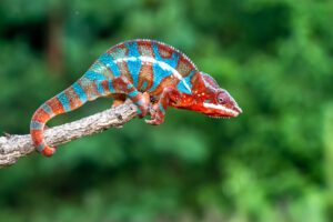Panther Chameleon (Furcifer pardalis) a species of lizards