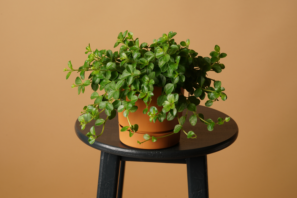 Trailing Jade grows quickly in a poison dart frog terrarium.