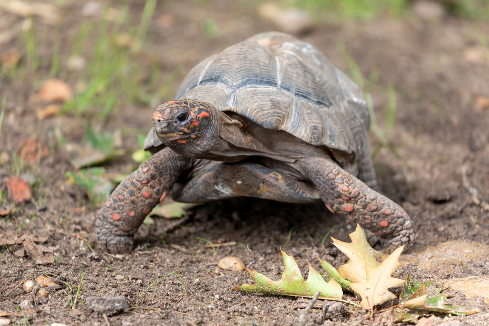 Red Footed Tortoise (Chelonoidis carbonaria)