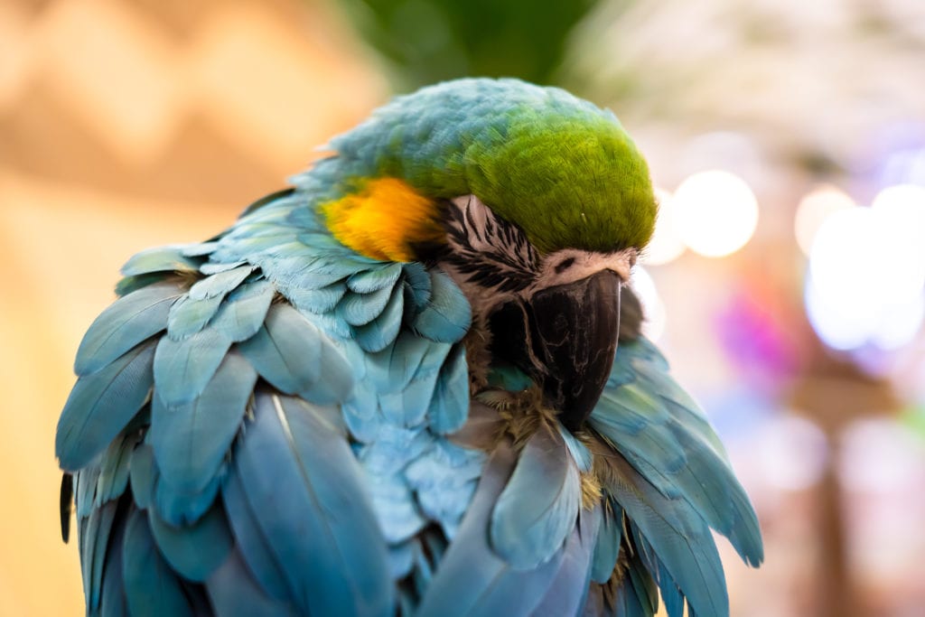 Zoo Highlights: Lincolnshire Wildlife Park and the National Parrot Sanctuary EK Magazine