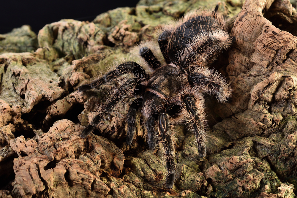 Honduran curly haired tarantula (Tlitocatl albopilosus)