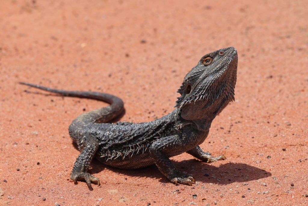 Weird & Wonderful Vol 9: Sex Chromosomes Overridden in Bearded Dragons [Pogona vitticeps]