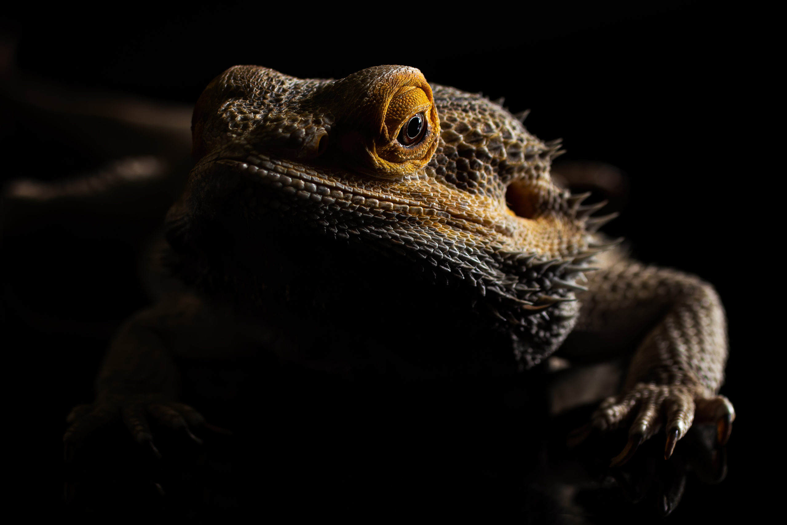 beardie
