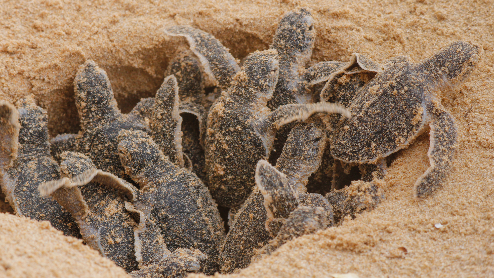 Loggerhead sea turtles (Caretta caretta) as hatchlings