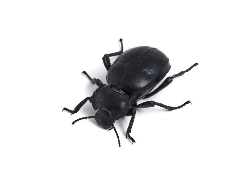 Cleaner Crew Insects The Best Clean Up Crews for Bioactive Vivariums and Terrariums