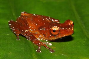 Cinnamon tree frog (nyctixalus pictus)