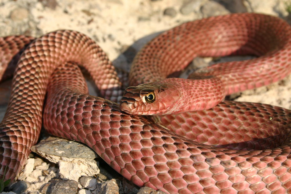 Coachwhip (Masticophis flagellum)