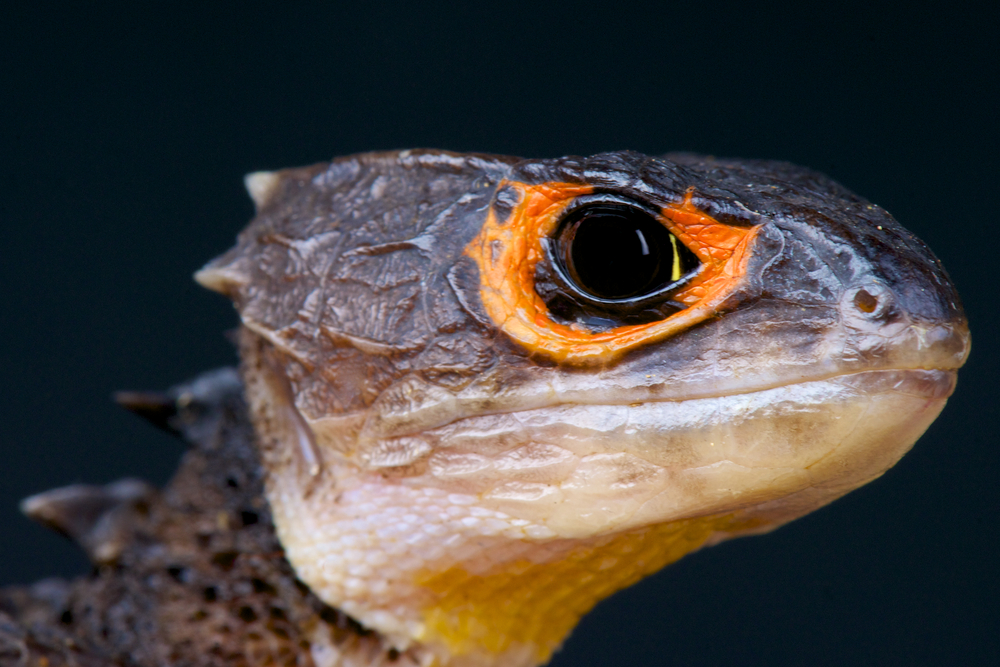 Adult red-eyed crocodile skink displaying red eye marking
