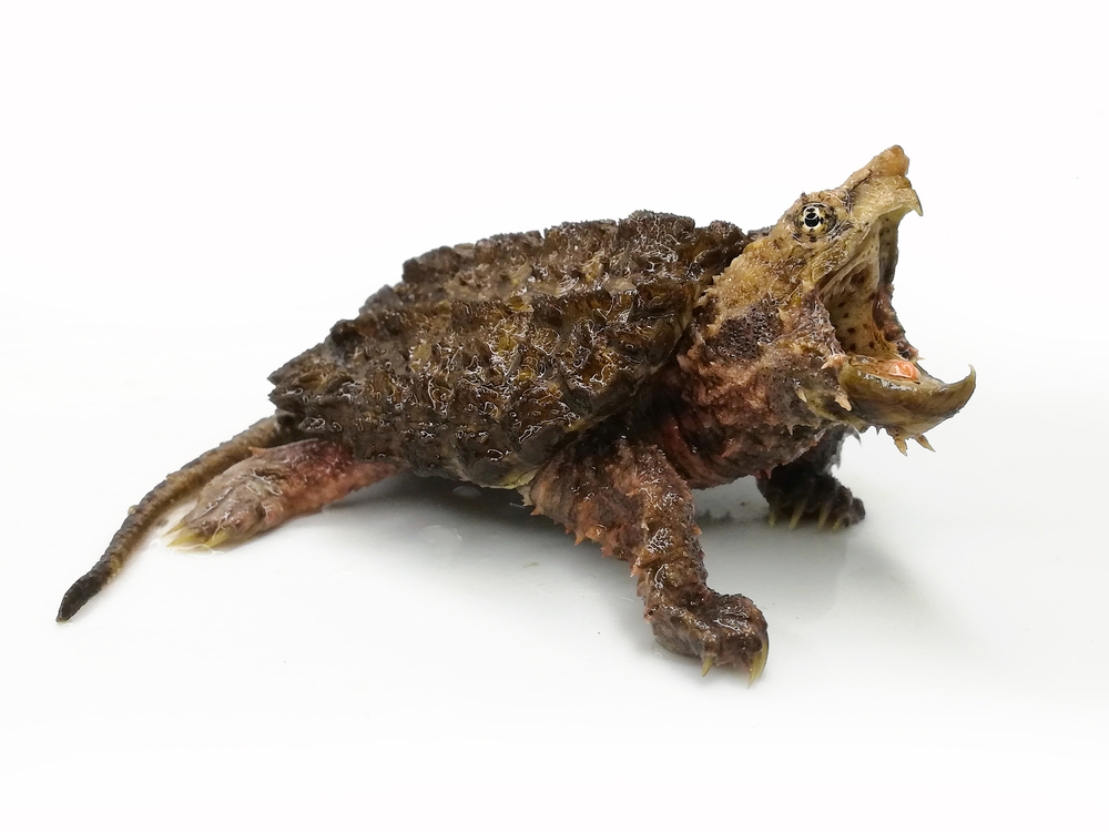 Alligator snapping turtle (Mackrochelys temminckii)