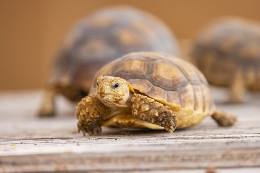 Egyptian Tortoise (Testudo kleinmanni)