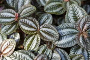 Pilea involucrata 'Norfolk' (Friendship Plant) ideal for red-eyed crocodile skinks