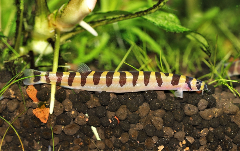 The Kuhli loach is a bottom feeding fish