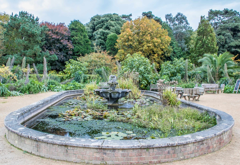 Ventnor Botanical Gardens, home of Wall lizards population