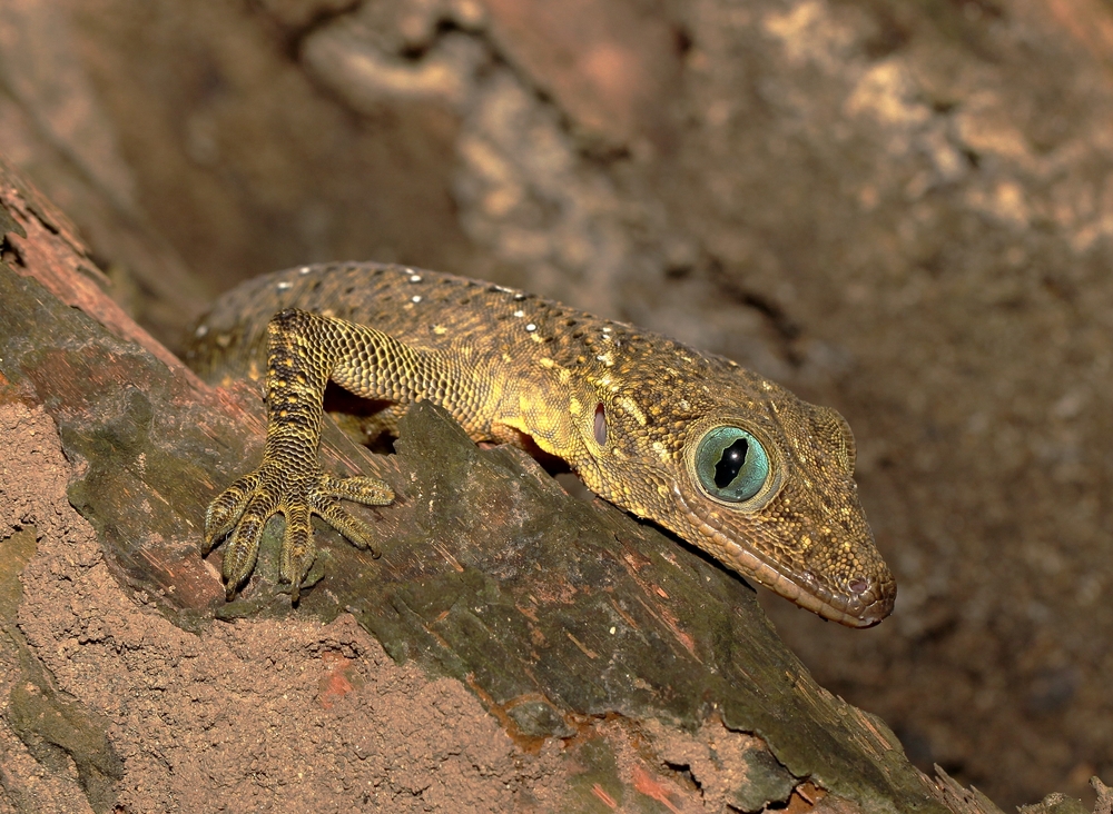 Smith's Green-Eyed Gecko (Gekko smithii)