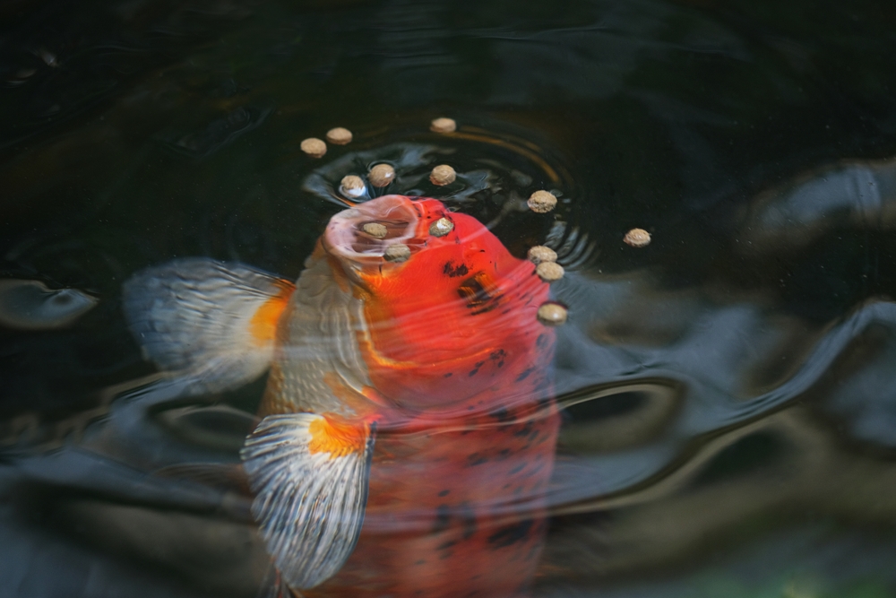 Koi carp feeding