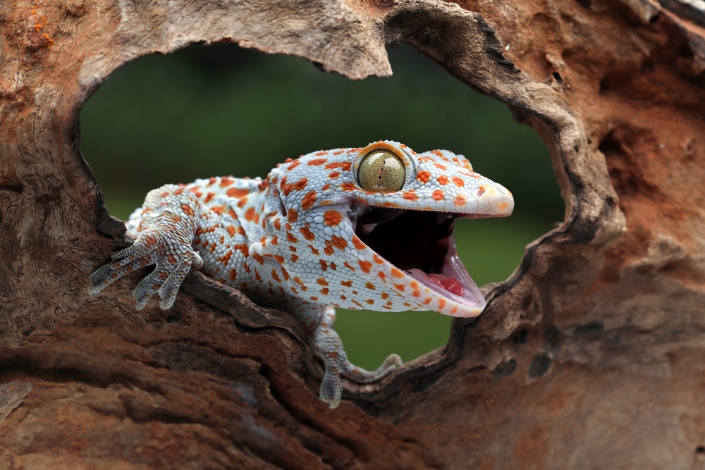tokay gecko