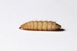 Black Soldier Fly Larvae (Hermetia illucens)