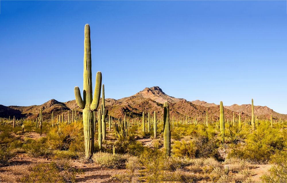 Sonoran desert lanscape