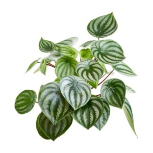 Peperomia Sandersii (Watermelon Peperomia) ideal for red-eyed crocodile skinks