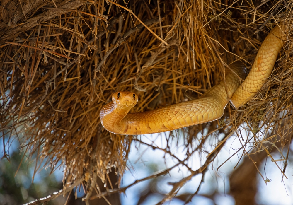Cape cobra nest feeding