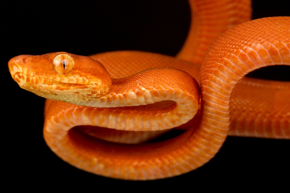 Amazon tree boa (Corallus hortulana)