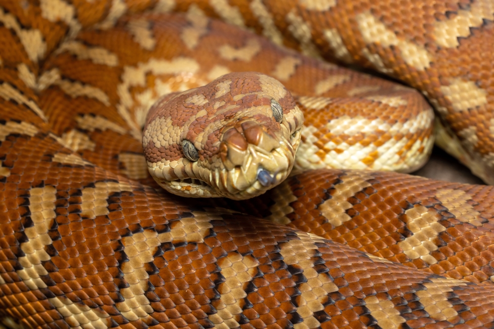 Bredl's Python (Morelia bredli)