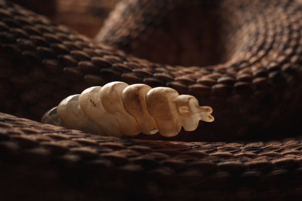 A rattlesnakes rattle.
