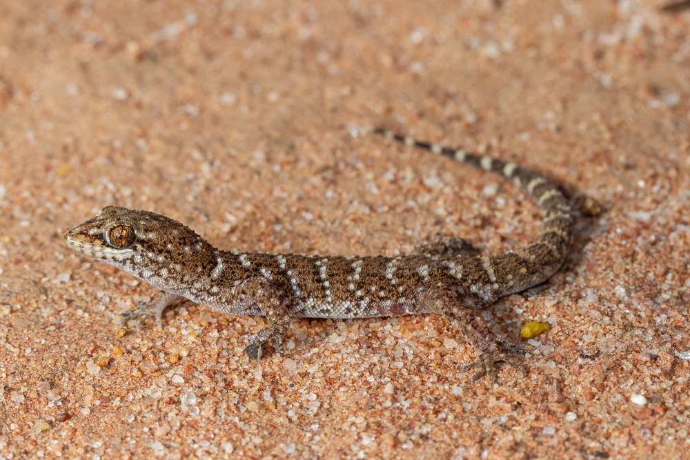 Prickly gecko (Heteronotia binoei)